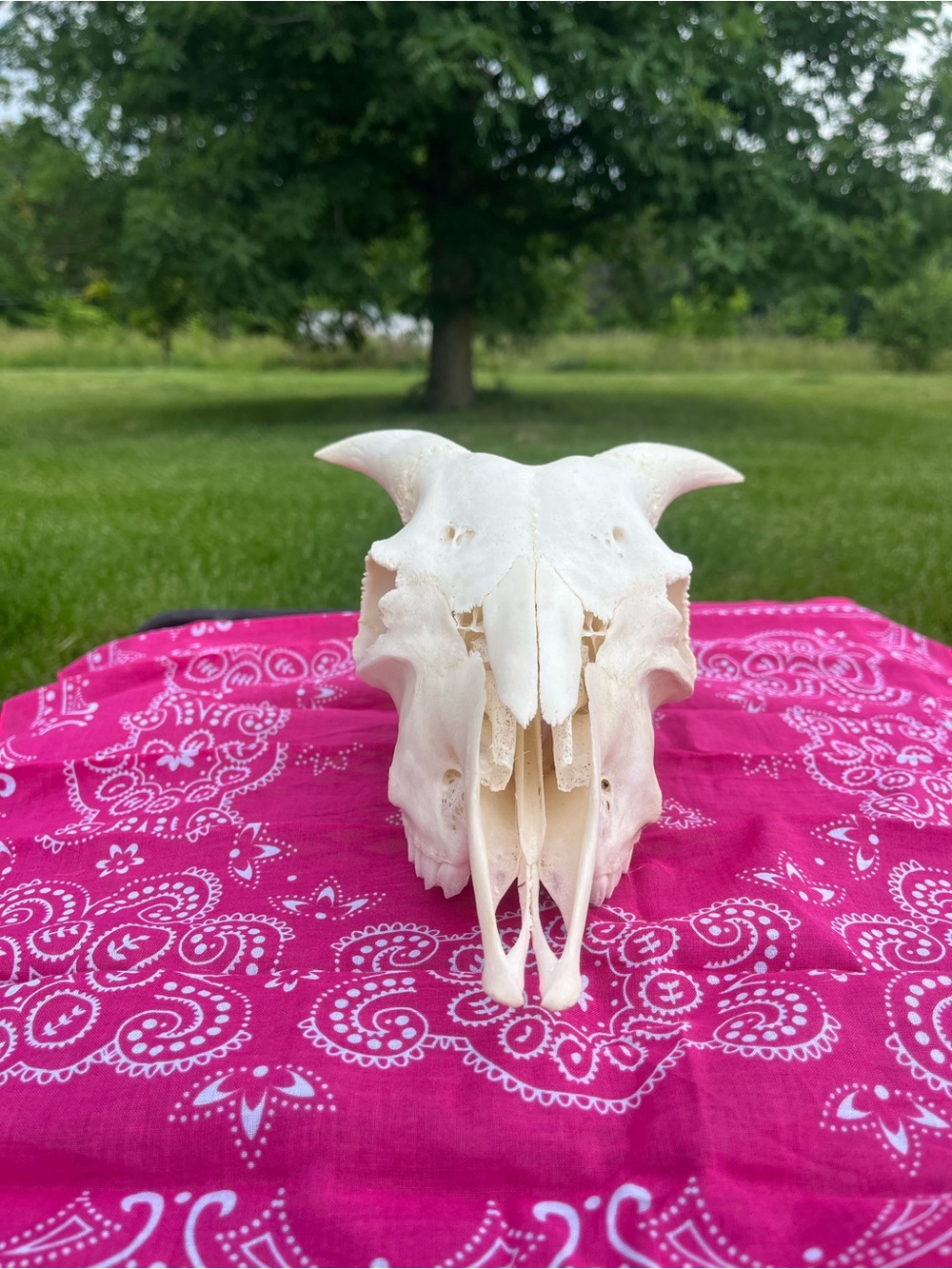 Goat Skull with Original Horns - Animal Bones - Taxidermy - Blue Bandana - Picture 5 of 11